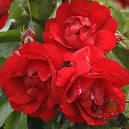 Saint-Vincent Rose Seedlings Flower Seeds Perennial Growing Bonsai Corms Tubers Potted Planting Reblooming Fragrant Garden Roots Rhizomes Species Blooms Plant Bulbs Gardening Tree
