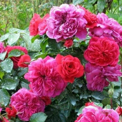 Sangria Sonia meilow Rose Seedlings Flower Seeds Perennial Growing Bonsai Corms Tubers Potted Planting Reblooming Fragrant Garden Roots Rhizomes Species Blooms Plant Bulbs Gardening Tree