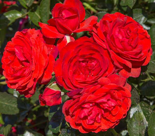 Scarlet Bonica Rose Seedlings Flower Seeds Perennial Growing Bonsai Corms Tubers Potted Planting Reblooming Fragrant Garden Roots Rhizomes Species Blooms Plant Bulbs Gardening Tree