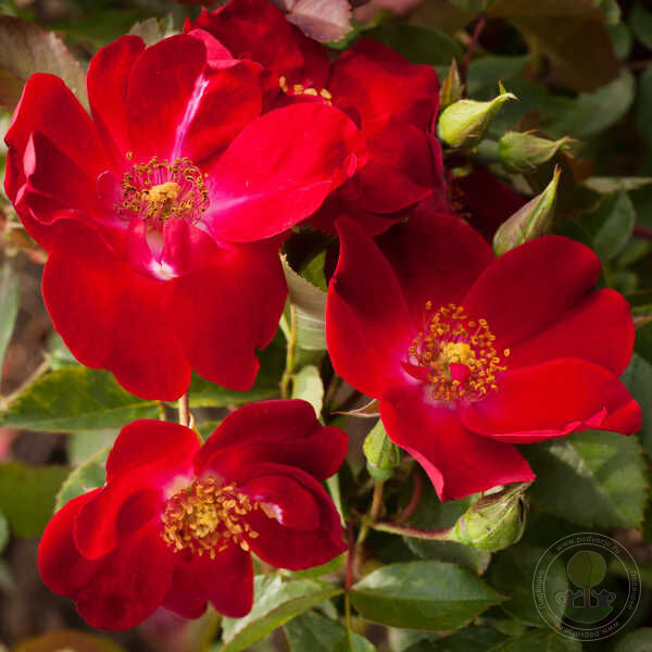 Scarlet Winterjewel Rose Seedlings Flower Seeds Perennial Growing Bonsai Corms Tubers Potted Planting Reblooming Fragrant Garden Roots Rhizomes Species Blooms Plant Bulbs Gardening Tree