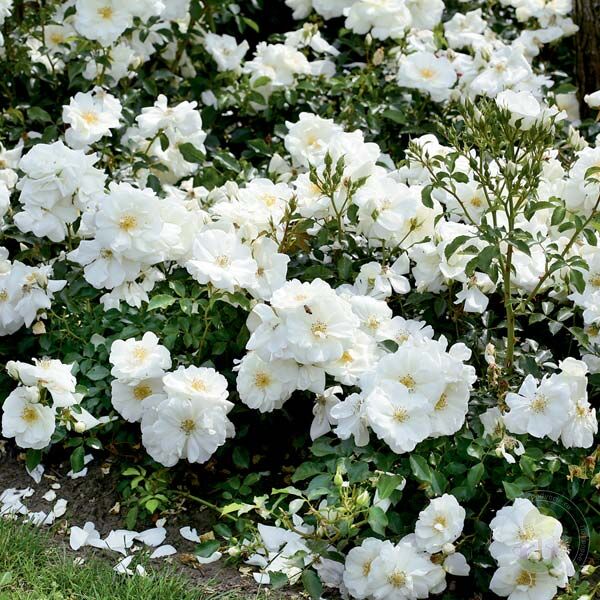 Schneefloke Rose Seedlings Flower Seeds Perennial Growing Bonsai Corms Tubers Potted Planting Reblooming Fragrant Garden Roots Rhizomes Species Blooms Plant Bulbs Gardening Tree