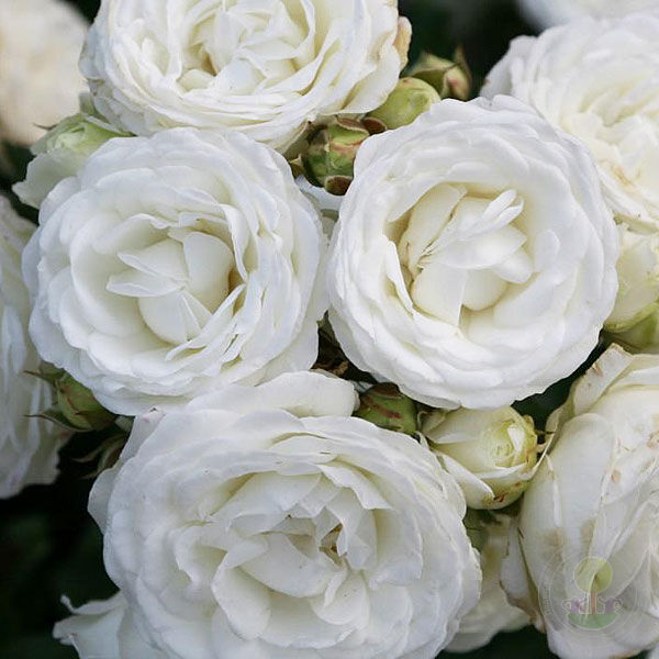 Schneekuesschen Rose Seedlings Flower Seeds Perennial Growing Bonsai Corms Tubers Potted Planting Reblooming Fragrant Garden Roots Rhizomes Species Blooms Plant Bulbs Gardening Tree