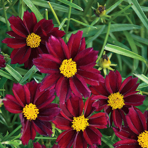 Coreopsis Big Bang&trade; 'Mercury Rising' - Seedsplant