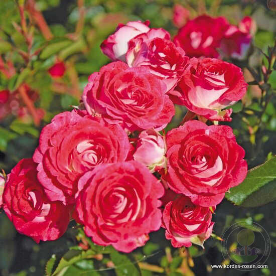 Schöne Koblenzerin Marie Rottrová Rose Seedlings Flower Seeds Perennial Growing Bonsai Corms Tubers Potted Planting Reblooming Fragrant Garden Roots Rhizomes Species Blooms Plant Bulbs Gardening Tree