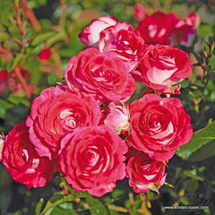 Schöne Koblenzerin Marie Rottrová Rose Seedlings Flower Seeds Perennial Growing Bonsai Corms Tubers Potted Planting Reblooming Fragrant Garden Roots Rhizomes Species Blooms Plant Bulbs Gardening Tree