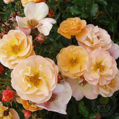 Sedan Rose Seedlings Flower Seeds Perennial Growing Bonsai Corms Tubers Potted Planting Reblooming Fragrant Garden Roots Rhizomes Species Blooms Plant Bulbs Gardening Tree