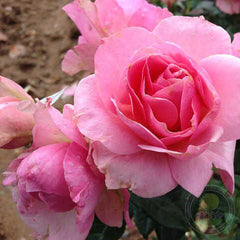 Shocking Pink Rose Plant Seedlings Flower Seeds Perennial Growing Bonsai Corms Tubers Potted Planting Reblooming Fragrant Garden Roots Rhizomes Species Blooms Bulbs Gardening Tree