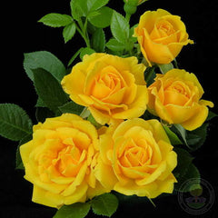 Shockwave Rose Seedlings Flower Seeds Perennial Growing Bonsai Corms Tubers Potted Planting Reblooming Fragrant Garden Roots Rhizomes Species Blooms Plant Bulbs Gardening Tree