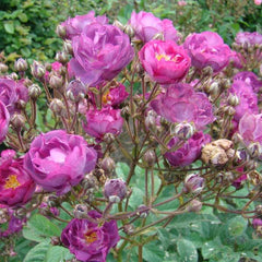 Signed sibelius Rose Seedlings Flower Seeds Perennial Growing Bonsai Corms Tubers Potted Planting Reblooming Fragrant Garden Roots Rhizomes Species Blooms Plant Bulbs Gardening Tree