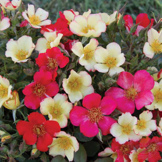 Le soleil luna Rose Seedlings Flower Seeds Perennial Growing Bonsai Corms Tubers Potted Planting Reblooming Fragrant Garden Roots Rhizomes Species Blooms Plant Bulbs Gardening Tree - Seedsplant