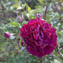 Somme 2016 Rose Seedlings Flower Seeds Perennial Growing Bonsai Corms Tubers Potted Planting Reblooming Fragrant Garden Roots Rhizomes Species Blooms Plant Bulbs Gardening Tree