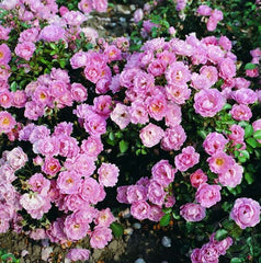 Sommerwind Rose Seedlings Flower Seeds Perennial Growing Bonsai Corms Tubers Potted Planting Reblooming Fragrant Garden Roots Rhizomes Species Blooms Plant Bulbs Gardening Tree - Seedsplant