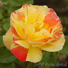 Sorbet Peche Abricot Rose Seedlings Flower Seeds Perennial Growing Bonsai Corms Tubers Potted Planting Reblooming Fragrant Garden Roots Rhizomes Species Blooms Plant Bulbs Gardening Tree