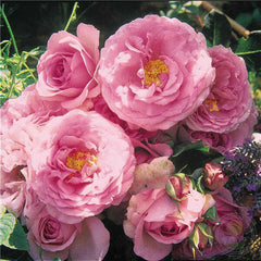 Souvenir DE Louis amad Rose Seedlings Flower Seeds Perennial Growing Bonsai Corms Tubers Potted Planting Reblooming Fragrant Garden Roots Rhizomes Species Blooms Plant Bulbs Gardening Tree