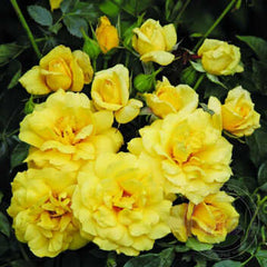 Spot-Light Rose Seedlings Flower Seeds Perennial Growing Bonsai Corms Tubers Potted Planting Reblooming Fragrant Garden Roots Rhizomes Species Blooms Plant Bulbs Gardening Tree