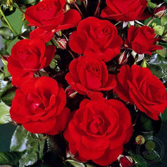 Stadt Eltville Rose Seedlings Flower Seeds Perennial Growing Bonsai Corms Tubers Potted Planting Reblooming Fragrant Garden Roots Rhizomes Species Blooms Plant Bulbs Gardening Tree