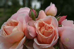 Stefanie's Rose Seedlings Flower Seeds Perennial Growing Bonsai Corms Tubers Potted Planting Reblooming Fragrant Garden Roots Rhizomes Species Blooms Plant Bulbs Gardening Tree - Seedsplant