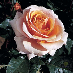 Sue hipkin sweet cry. Rose Seedlings Flower Seeds Perennial Growing Bonsai Corms Tubers Potted Planting Reblooming Fragrant Garden Roots Rhizomes Species Blooms Plant Bulbs Gardening Tree