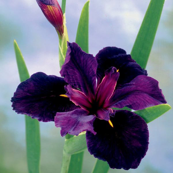 Iris Black Gamecock Iris species Growing Bonsai Seeds Flower Plant Bulbs Roots Rhizomes Corms Tubers Potted Planting Reblooming Fragrant Garden