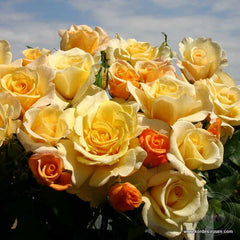 Sunny Sky Rose Seedlings Flower Seeds Perennial Growing Bonsai Corms Tubers Potted Planting Reblooming Fragrant Garden Roots Rhizomes Species Blooms Plant Bulbs Gardening Tree
