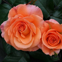 Tatton Rose Seedlings Flower Seeds Perennial Growing Bonsai Corms Tubers Potted Planting Reblooming Fragrant Garden Roots Rhizomes Species Blooms Plant Bulbs Gardening Tree