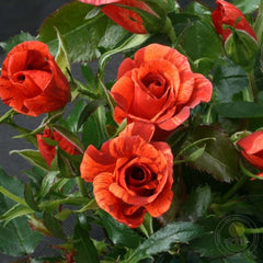 Tawny Tiger Rose Seedlings Flower Seeds Perennial Growing Bonsai Corms Tubers Potted Planting Reblooming Fragrant Garden Roots Rhizomes Species Blooms Plant Bulbs Gardening Tree