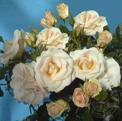 The Attenborough Rose Rose Seedlings Flower Seeds Perennial Growing Bonsai Corms Tubers Potted Planting Reblooming Fragrant Garden Roots Rhizomes Species Blooms Plant Bulbs Gardening Tree