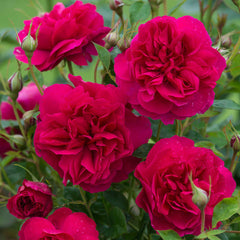 Thomas beckett Rose Seedlings Flower Seeds Perennial Growing Bonsai Corms Tubers Potted Planting Reblooming Fragrant Garden Roots Rhizomes Species Blooms Plant Bulbs Gardening Tree