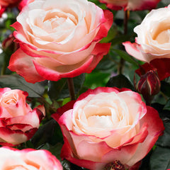 Shrub Rose Seedlings Flower Seeds Perennial Growing Bonsai Corms Tubers Potted Planting Reblooming Fragrant Garden Roots Rhizomes Species Blooms Plant Bulbs Gardening Tree
