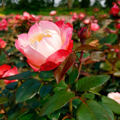 Shrub Rose Seedlings Flower Seeds Perennial Growing Bonsai Corms Tubers Potted Planting Reblooming Fragrant Garden Roots Rhizomes Species Blooms Plant Bulbs Gardening Tree