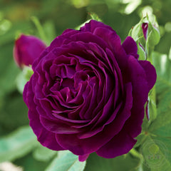 Twilight Zone Rose Seedlings Flower Seeds Perennial Growing Bonsai Corms Tubers Potted Planting Reblooming Fragrant Garden Roots Rhizomes Species Blooms Plant Bulbs Gardening Tree