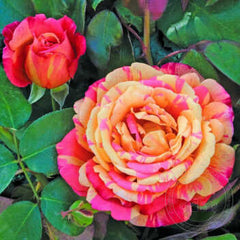 Wariegata di barney Rose Seedlings Flower Seeds Perennial Growing Bonsai Corms Tubers Potted Planting Reblooming Fragrant Garden Roots Rhizomes Species Blooms Plant Bulbs Gardening Tree