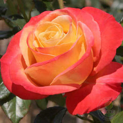 Vendee Imperiale Rose Seedlings Flower Seeds Perennial Growing Bonsai Corms Tubers Potted Planting Reblooming Fragrant Garden Roots Rhizomes Species Blooms Plant Bulbs Gardening Tree