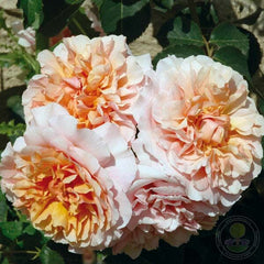 Versainie Rose Seedlings Flower Seeds Perennial Growing Bonsai Corms Tubers Potted Planting Reblooming Fragrant Garden Roots Rhizomes Species Blooms Plant Bulbs Gardening Tree