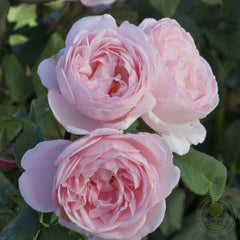 Vichy Rose Seedlings Flower Seeds Perennial Growing Bonsai Corms Tubers Potted Planting Reblooming Fragrant Garden Roots Rhizomes Species Blooms Plant Bulbs Gardening Tree