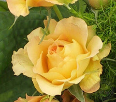 Victoria Pendleton Rose Seedlings Flower Seeds Perennial Growing Bonsai Corms Tubers Potted Planting Reblooming Fragrant Garden Roots Rhizomes Species Blooms Plant Bulbs Gardening Tree