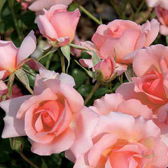 Vinesse Rose Seedlings Flower Seeds Perennial Growing Bonsai Corms Tubers Potted Planting Reblooming Fragrant Garden Roots Rhizomes Species Blooms Plant Bulbs Gardening Tree