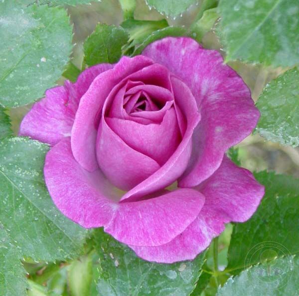 Violet perfume melody Rose Seedlings Flower Seeds Perennial