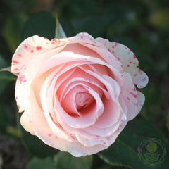 Vivaldi Rose Seedlings Flower Seeds Perennial Growing Bonsai Corms Tubers Potted Planting Reblooming Fragrant Garden Roots Rhizomes Species Blooms Plant Bulbs Gardening Tree - Seedsplant