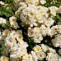 Waterloo come on Rose Seedlings Flower Seeds Perennial Growing Bonsai Corms Tubers Potted Planting Reblooming Fragrant Garden Roots Rhizomes Species Blooms Plant Bulbs Gardening Tree