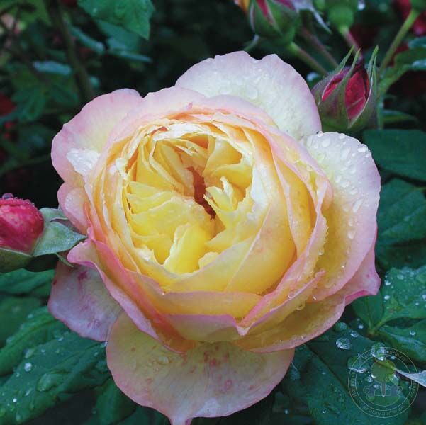 Well beaming Rose Seedlings Flower Seeds Perennial Growing Bonsai Corms ...