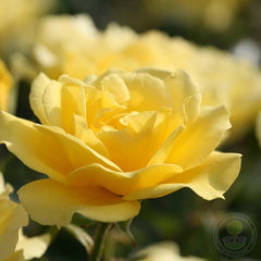 Westart Rose Seedlings Flower Seeds Perennial Growing Bonsai Corms Tubers Potted Planting Reblooming Fragrant Garden Roots Rhizomes Species Blooms Plant Bulbs Gardening Tree