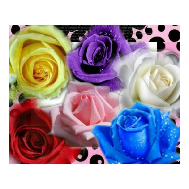 Mix-color rose Seedlings Flower Seeds Perennial Growing Bonsai Corms Tubers Potted Planting Reblooming Fragrant Garden Roots Rhizomes Species Blooms Plant Bulbs Gardening Tree