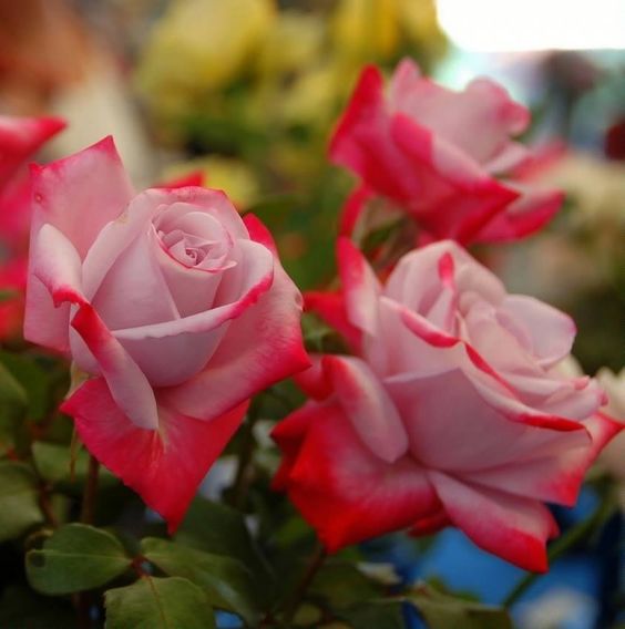 Red Pink  Rose Seedlings Flower Seeds Perennial Growing Bonsai Corms Tubers Potted Planting Reblooming Fragrant Garden Roots Rhizomes Species Blooms Plant Bulbs Gardening Tree