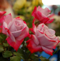 Red Pink  Rose Seedlings Flower Seeds Perennial Growing Bonsai Corms Tubers Potted Planting Reblooming Fragrant Garden Roots Rhizomes Species Blooms Plant Bulbs Gardening Tree