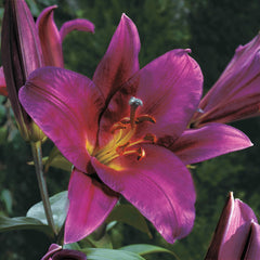 Classic Lily Tree Collection Lily Blooms Species Growing Bonsai Bulbs Roots Rhizomes Corms Tubers Potted Planting Reblooming Fragrant Garden Flower Seeds Plant
