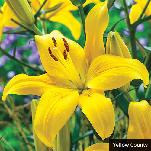 yellow lily meaning flower Golden Stargazer Lily The First Yellow Oriental Lily Blooms Species Growing Bonsai Bulbs Roots Rhizomes Corms Tubers Potted Planting Reblooming Fragrant Garden Flower Seeds Plant