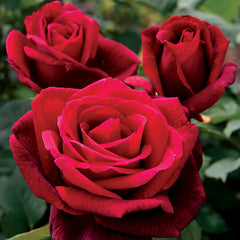 Double Red  Rose Seedlings Flower Seeds Perennial Growing Bonsai Corms Tubers Potted Planting Reblooming Fragrant Garden Roots Rhizomes Species Blooms Plant Bulbs Gardening Tree