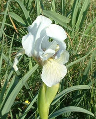 Iris Species More Variations Including Pure White Form White Standards Pale Violet Falls Gray Lavender Finally Vigorous Clump Garden Flower Seeds Plant