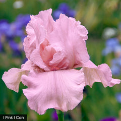 Petals Iris Tickled Pink Iris Collection Prettiest Species Growing Bonsai Bulbs Roots Rhizomes Corms Tubers Potted Planting Reblooming Fragrant Garden Flower Seeds Plant